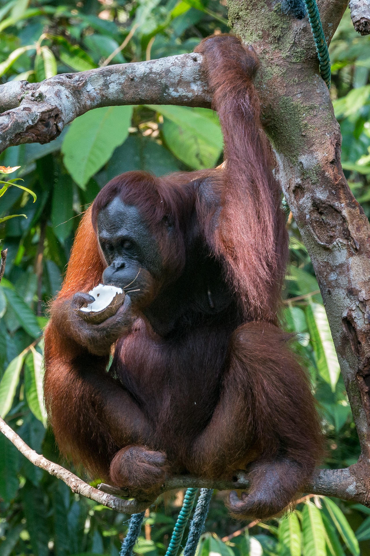 Female orangutan