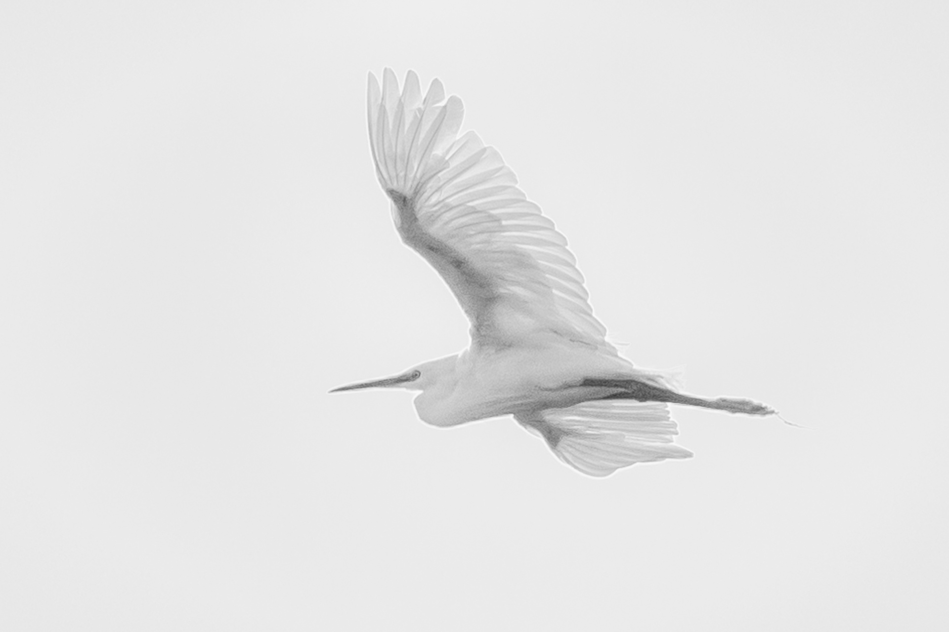 Little Egret in flight