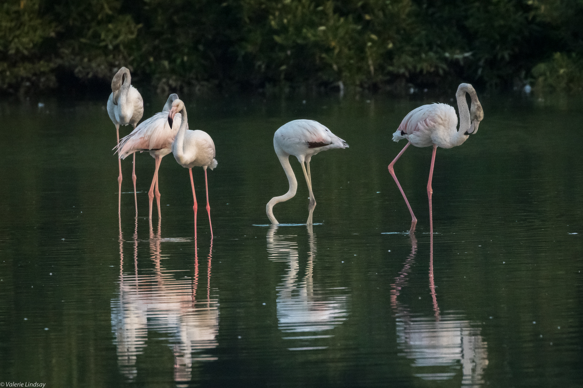 Flamingo reflections
