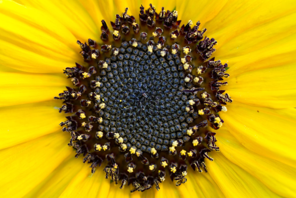Centre of a sunflower close up