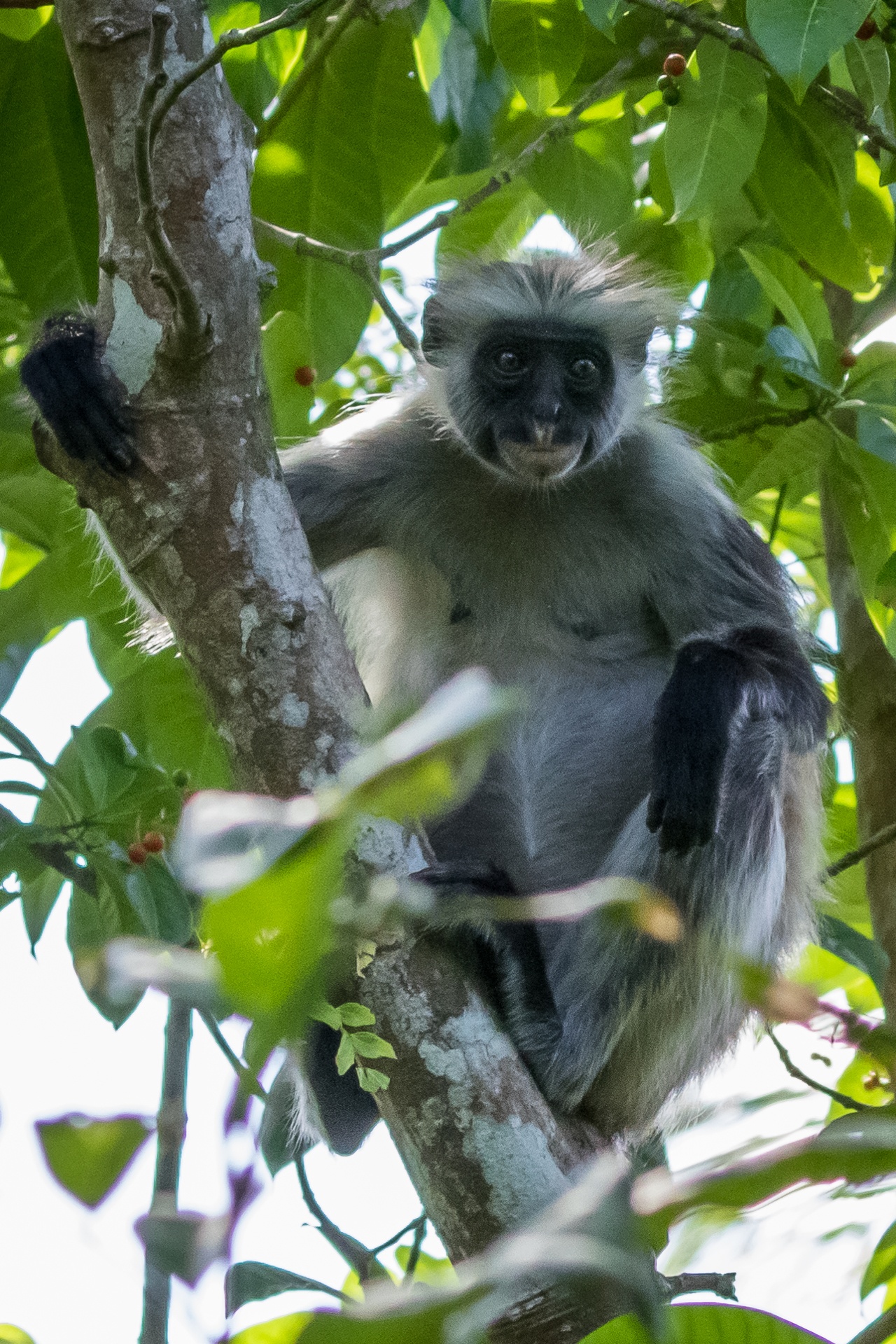Young Red Colobus monkey