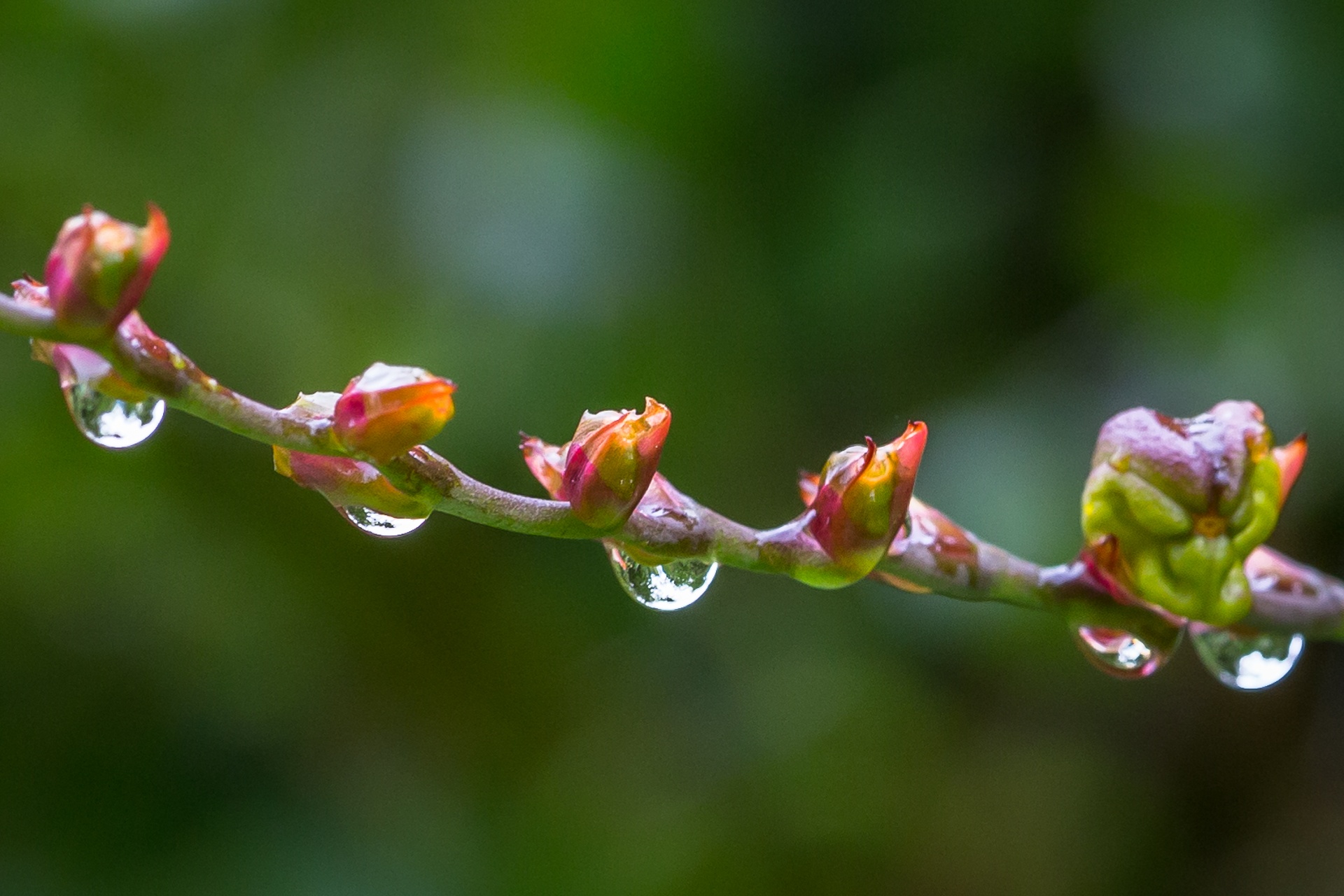 Water droplets and buds