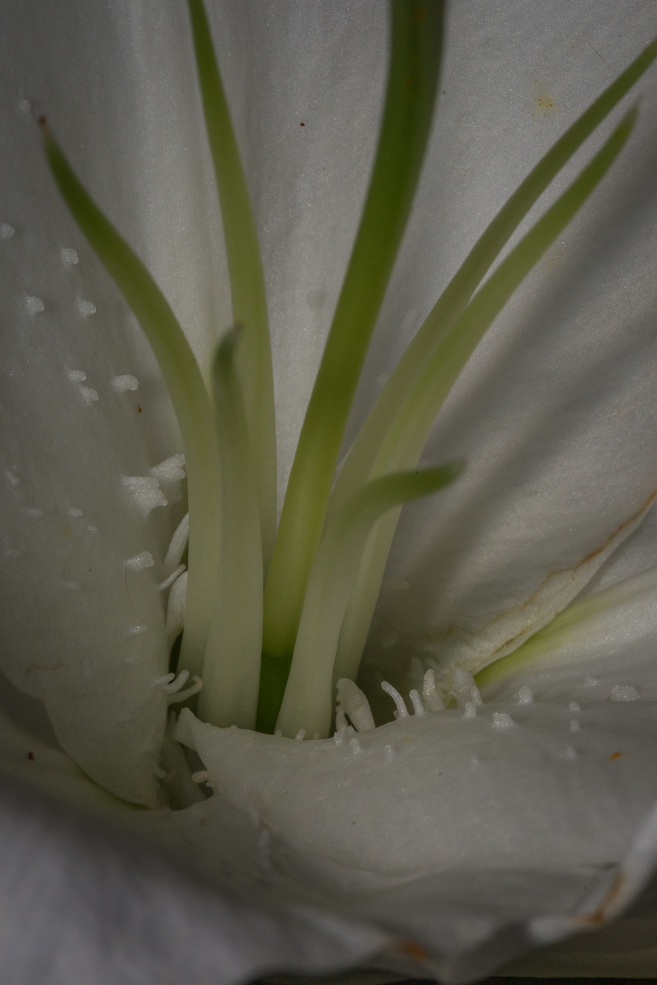 Close-up of the centre of an iris flower