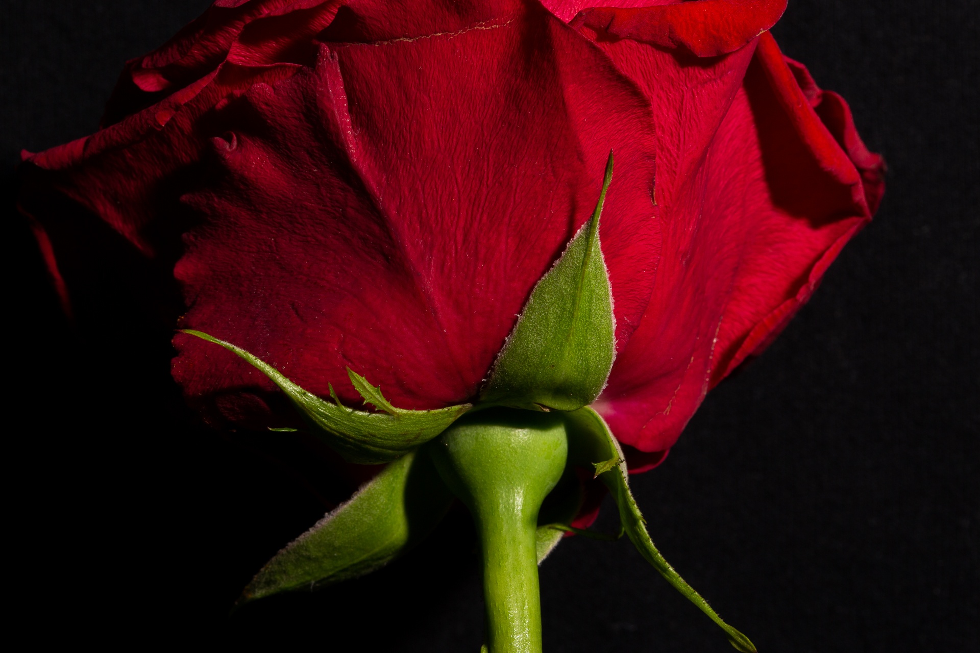 Underside of a red rose