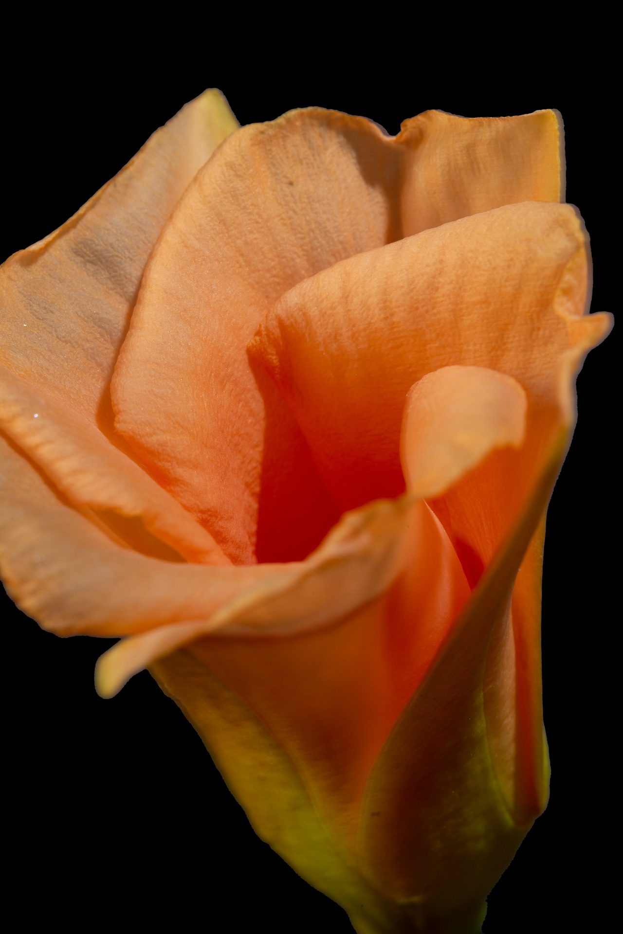 Pastel orange petals