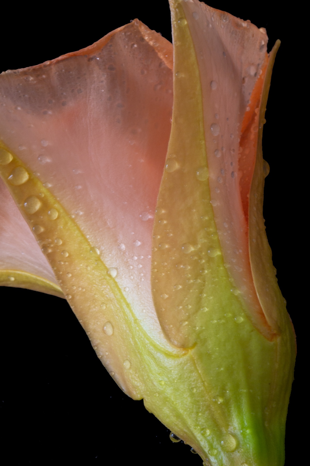 Water droplets on petals