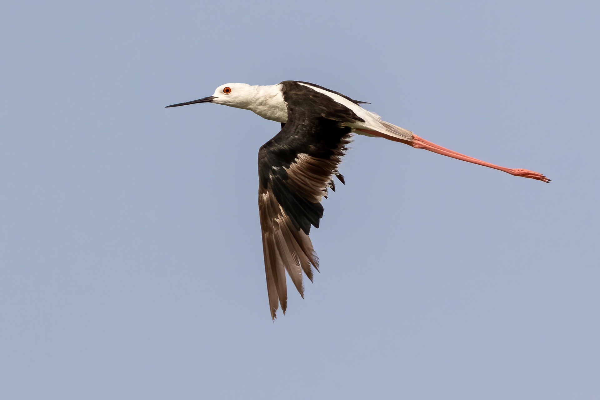 Black-winged stilt in flight