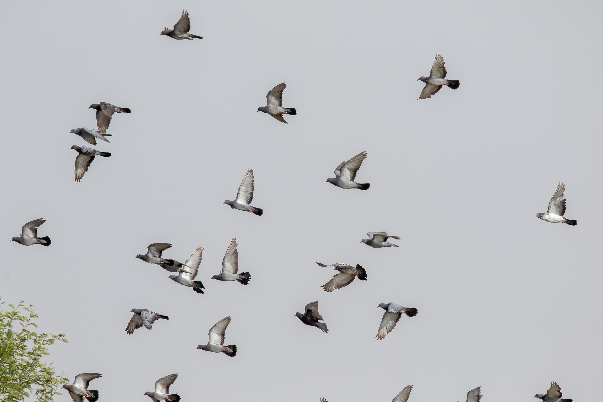 Flock of pigeons flying