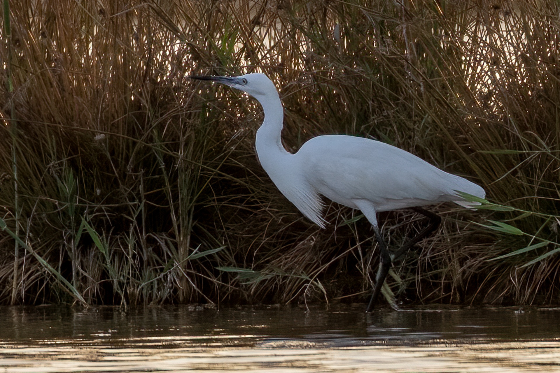 Egret among the reeds
