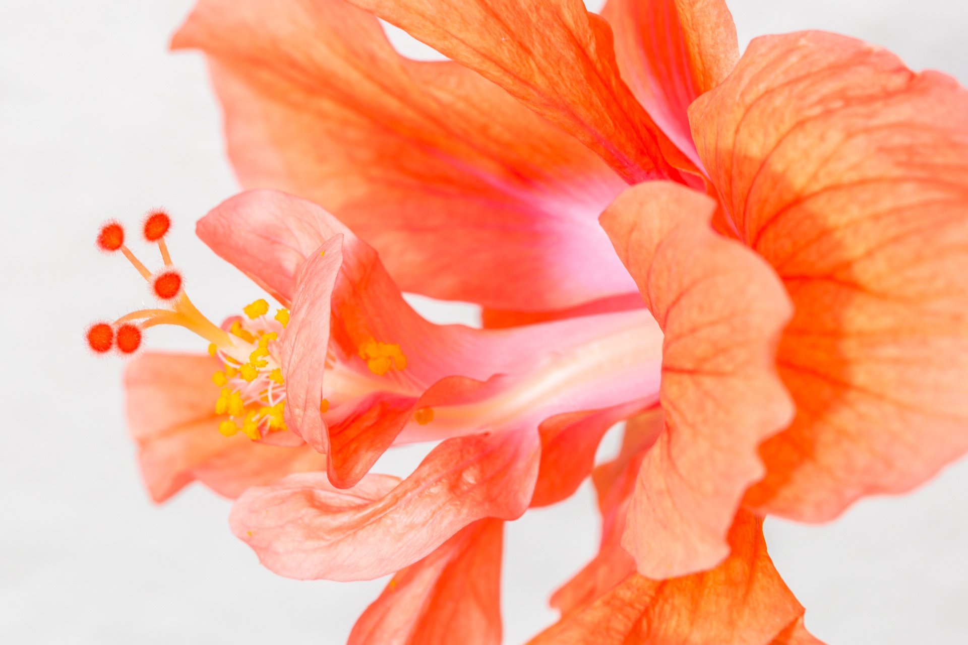 Hibiscus flower close-up