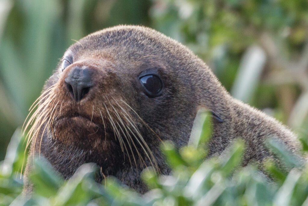 Seal making eye contact